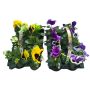 Stedmoderblomst Viola Wittrockiana 6 stk. i bakke - flere farver