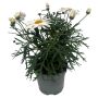 Chrysanthemum Frutescens Ø11 cm potte