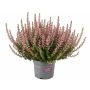Calluna Garden Girls Ø10,5 cm potte