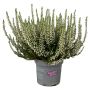 Calluna Garden Girls Ø10,5 cm potte