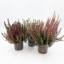 Calluna Garden Girls Ø10,5 cm potte