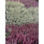 Calluna Garden Girls Ø10,5 cm potte