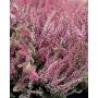 Calluna Garden Girls Ø10,5 cm potte