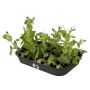 Elho plantebakke Green Basics Grow Tray M sort