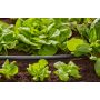 Gardena hovedrør 13 mm ½" 15 m Micro-Drip