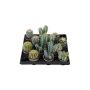 Kaktus Cactaceae Ø6 cm potte - flere varianter