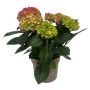 Hortensia Hydrangea Macrophylla rosa Ø21 cm potte