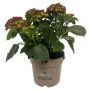 Hortensia Hydrangea Macrophylla rød Ø21 cm potte