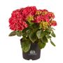 Hortensia Hydrangea Macrophylla rød Ø21 cm potte