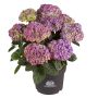Hortensia Hydrangea Macrophylla blå Ø21 cm potte