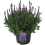 Staudesalvie Salvia Sensation Compact Violet Ø17 cm potte