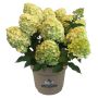 Hortensia Hydrangea Paniculata Ø21 cm potte
