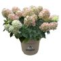 Hortensia Hydrangea Paniculata Ø21 cm potte
