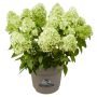 Hortensia Hydrangea Paniculata Ø21 cm potte