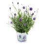 Lavendel Lavandula Angustifolia Ø11 cm potte