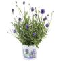 Lavendel Lavandula Angustifolia Ø11 cm potte