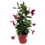 Bourgainvillea Ø14 cm potte - flere farver