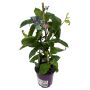Bourgainvillea Ø14 cm potte - flere farver