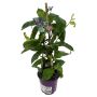 Bourgainvillea Ø14 cm potte - flere farver