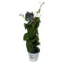 Bourgainvillea Ø14 cm potte - flere farver