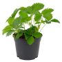 Jordbær Fragaria Ø11 cm potte - flere varianter