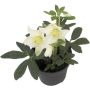 Helleborus Julerose Ø12 cm potte