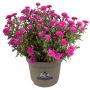 Asters Victoria 21 cm potte - flere farver 