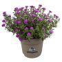 Asters Victoria 21 cm potte - flere farver 