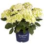 Havehortensia Magical Ø21 cm potte - flere farver