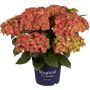 Havehortensia Magical Ø21 cm potte - flere farver