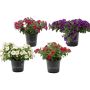Calibrachoa hybrid Ø11 cm potte - flere farver