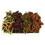 Prydplante Coleus Ø12 cm potte - flere varianter