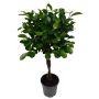 Ficus Moclame Ø24 cm potte