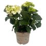 Hortensia Hydrangea Macrophylla Ø21 cm potte - flere farver