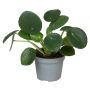 Miniplante grøn Ø6 cm potte - flere varianter