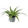Miniplante grøn Ø6 cm potte - flere varianter