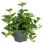 Miniplante grøn Ø6 cm potte - flere varianter