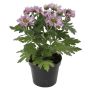 Miniplante grøn Ø6 cm potte - flere varianter