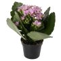 Miniplante grøn Ø6 cm potte - flere varianter