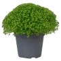 Miniplante grøn Ø6 cm potte - flere varianter