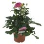 Georginer Dahlia Ø21 cm potte - flere farver