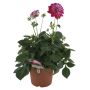 Georginer Dahlia Ø21 cm potte - flere farver