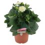 Georginer Dahlia Ø21 cm potte - flere farver