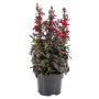 Lobelia Fan deep rose Ø17 cm potte