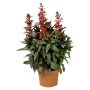 Lobelia Fan deep rose Ø17 cm potte