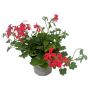 Pelargonia Pelargonium Tyroler Ø10,5 cm potte