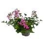 Pelargonia Pelargonium Tyroler Ø10,5 cm potte