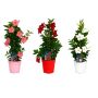 Dipladenia Ø17 cm potte - flere farver