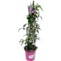 Bourgainvillea Ø17 cm potte - flere farver
