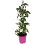 Bourgainvillea Ø17 cm potte - flere farver